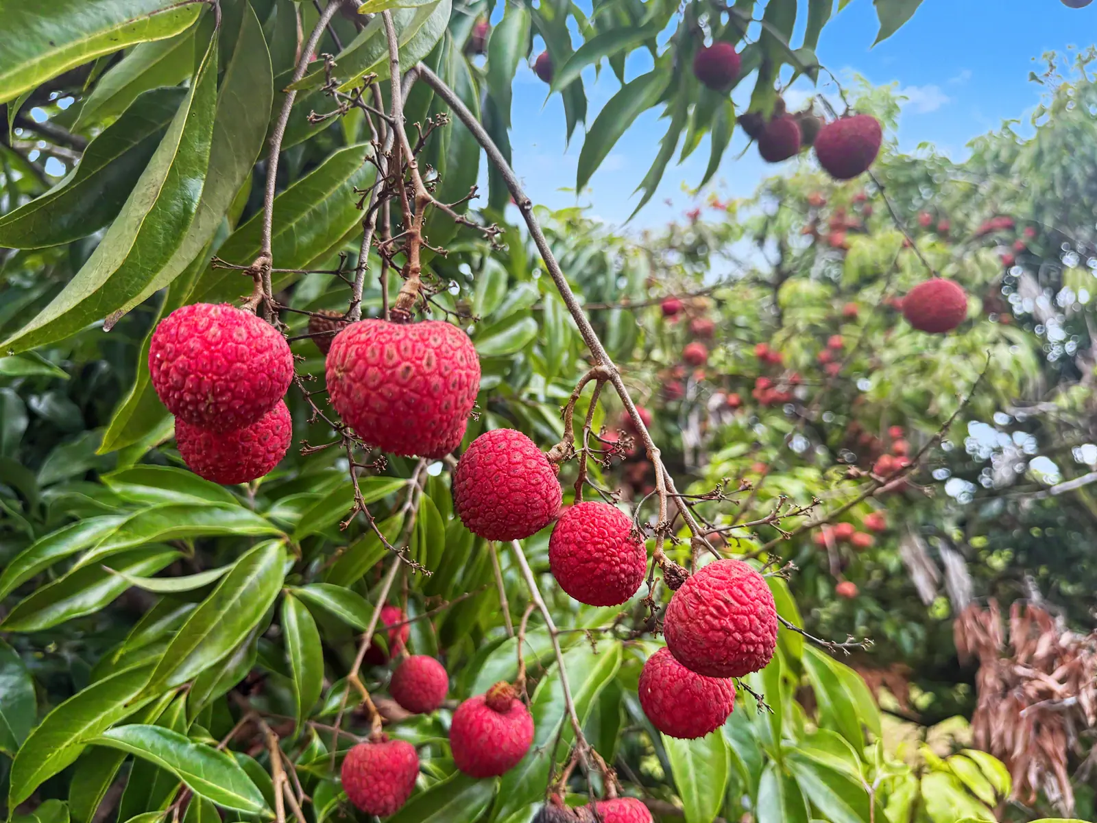 Lychee on the tree